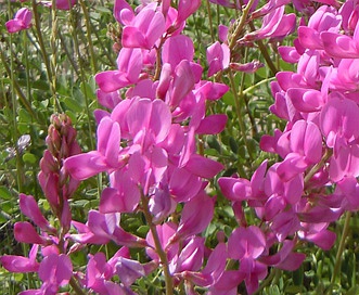 Hedysarum boreale northern sweetvetch