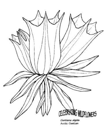Arctic gentain coloring page free printable coloring pages
