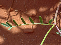 Western usa wildflowers utah sweetvetch hedysarum boreale
