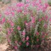 Utah sweetvetch northern sweetvetch