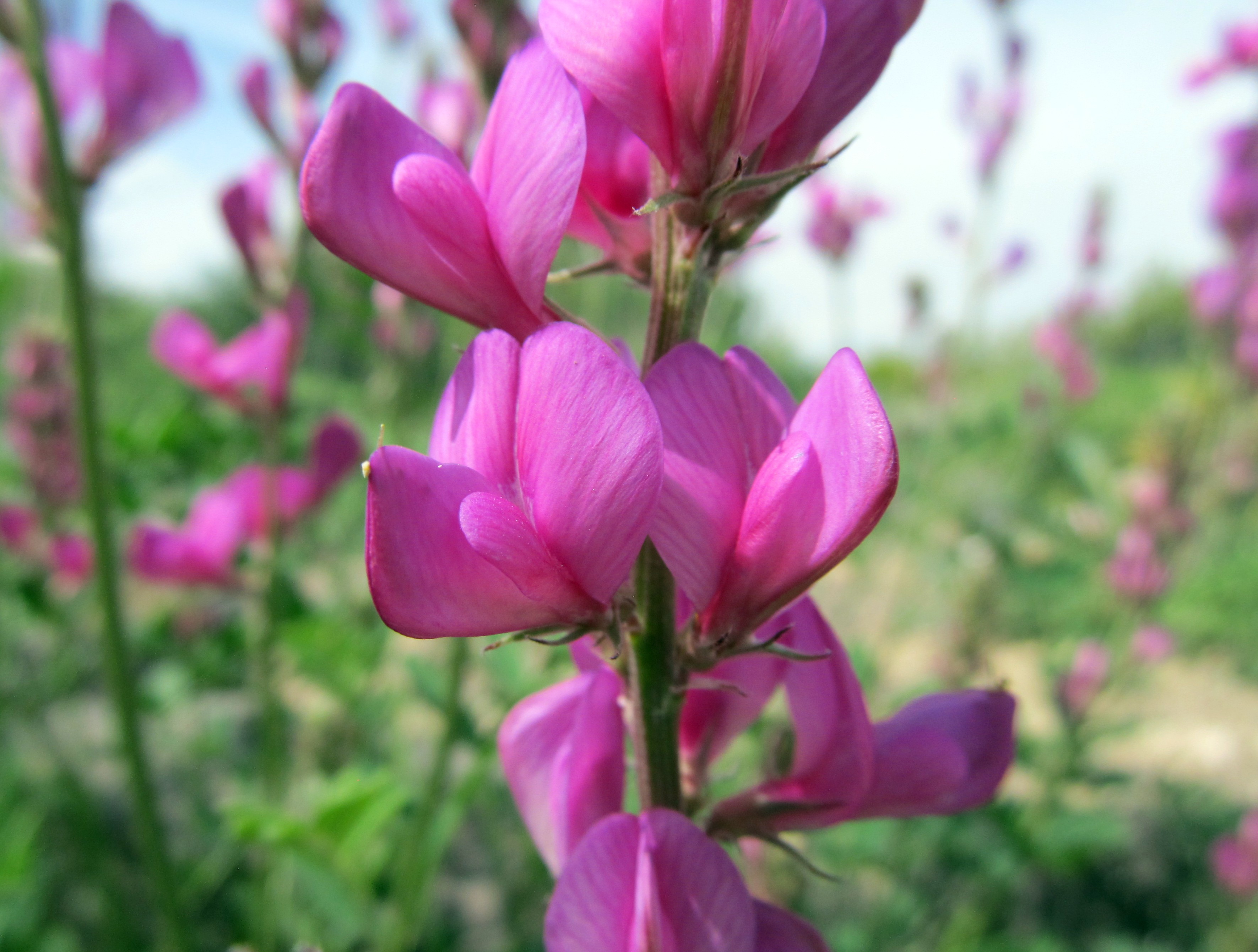 Drought tolerant plants awkward botany