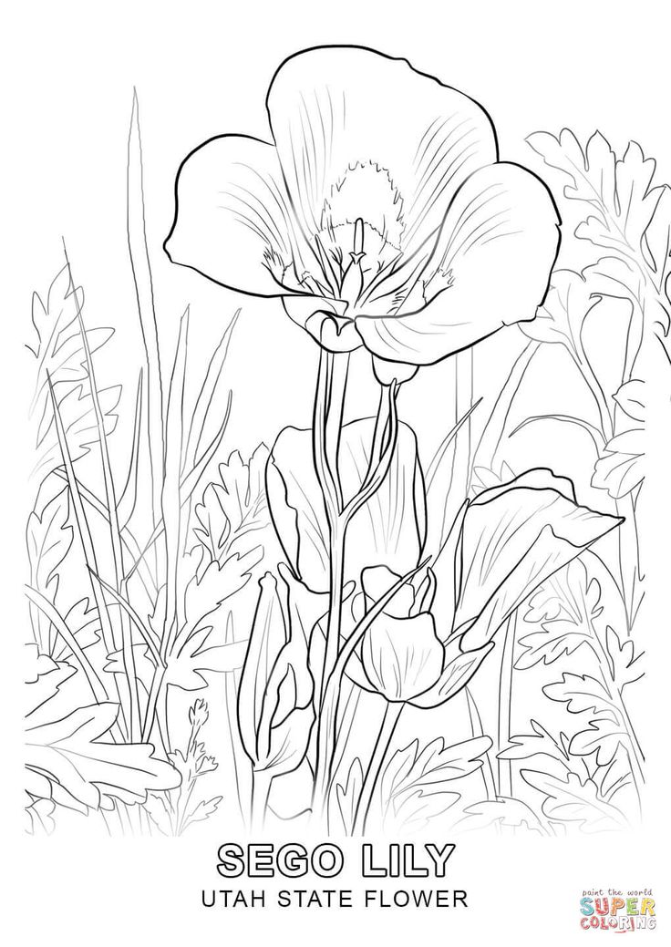 Utah state flower coloring page free printable coloring pages in flower coloring pages bird coloring pages coloring pages