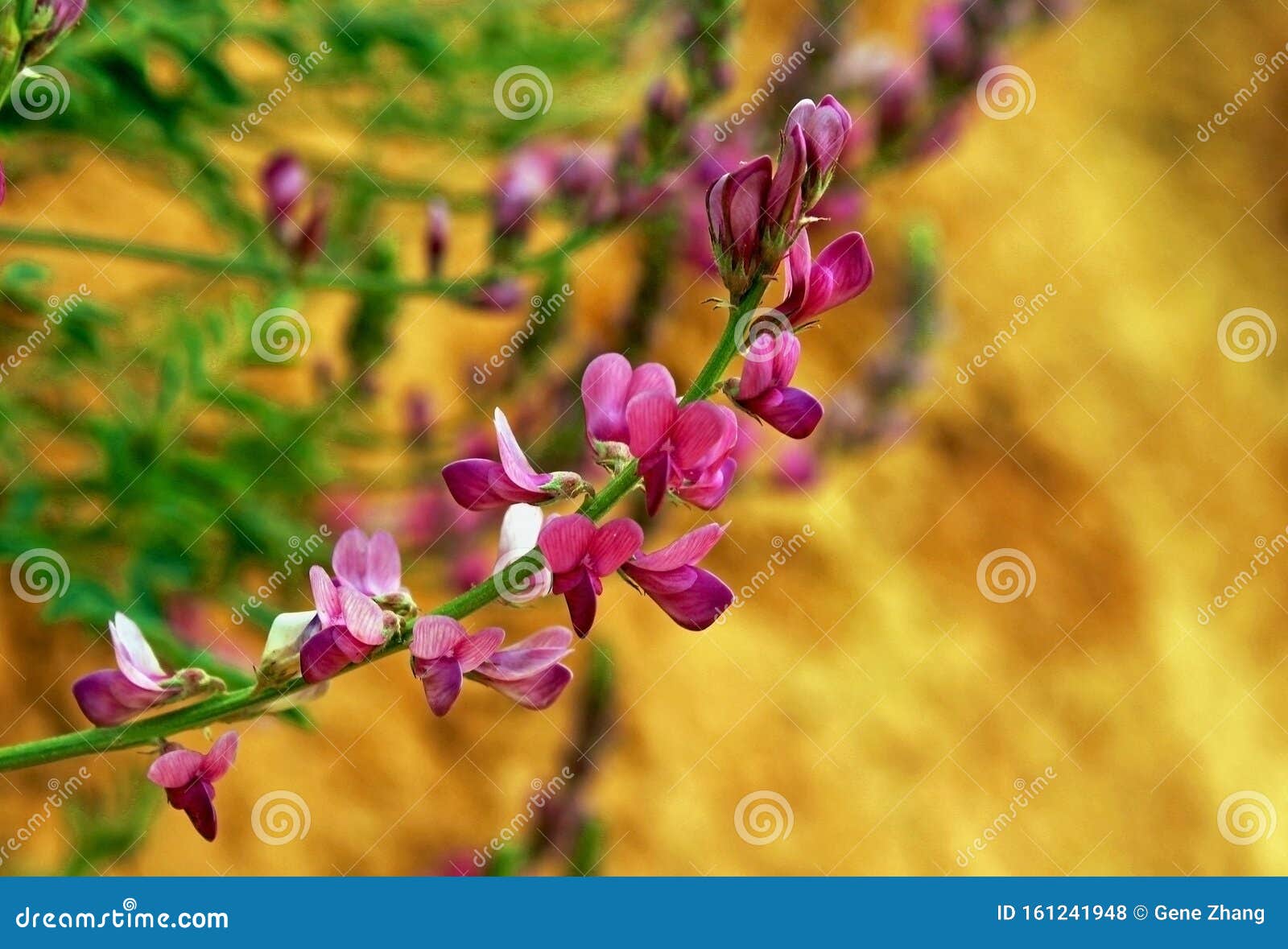 Bryce flowers stock photos