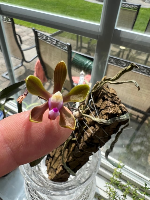 Phalaenopsis honghenensis