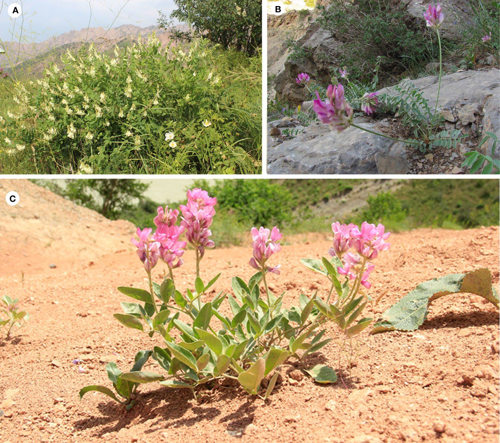 Frontiers first comparative analysis of complete chloroplast genomes among six hedysarum fabaceae species