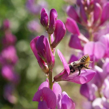 Hedysarum boreale utah sweetvetch wildflower seeds