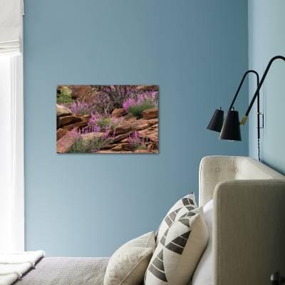 Capitol reef np utah usa northern sweetvetch in bloom photographic print