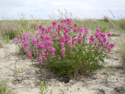 Boreal sweet