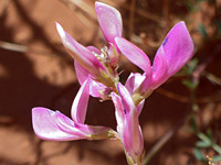 Western usa wildflowers utah sweetvetch hedysarum boreale