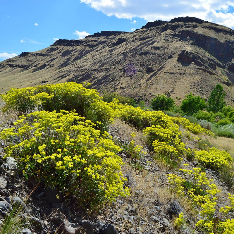 Rare intermountain native wildflower seed mix high country gardens