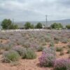 Utah sweetvetch northern sweetvetch