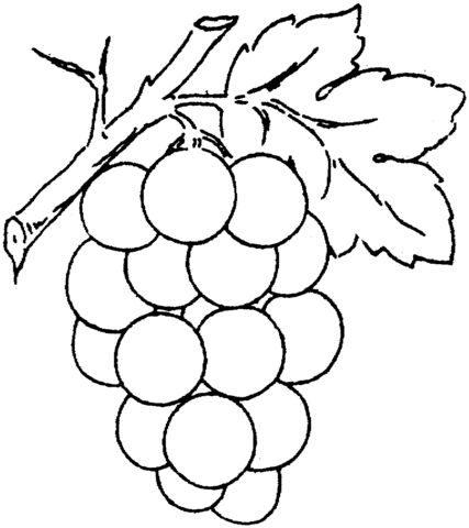 Uvas con hoja dibujo para colorear pãginas para colorear para imprimir gratis frutas para colorear uva dibujo