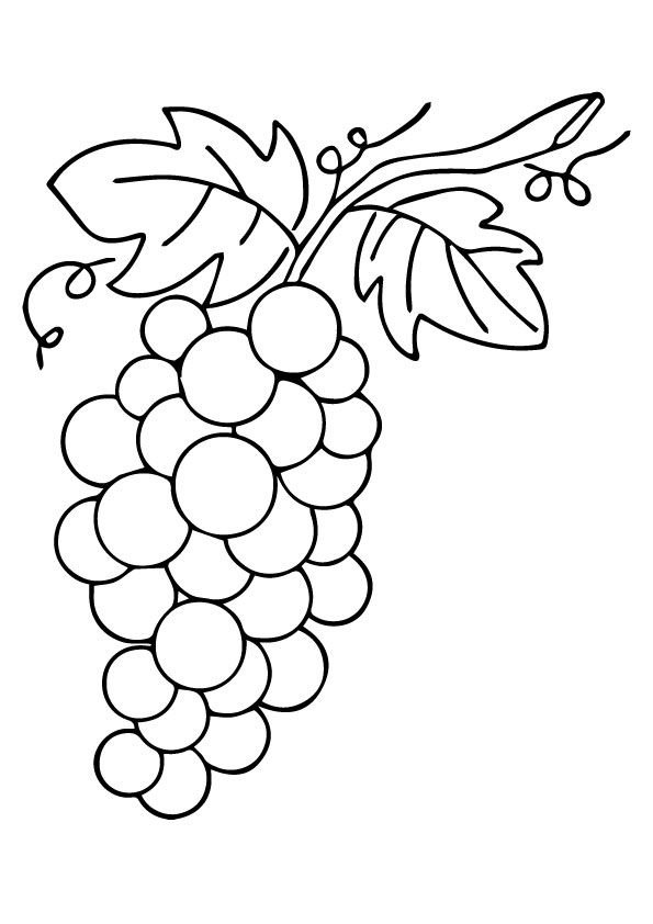 Uva para colorir flower pattern drawing vine drawing grape drawing