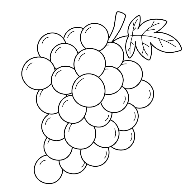 Premium vector grapes fruit isolated coloring page for kids