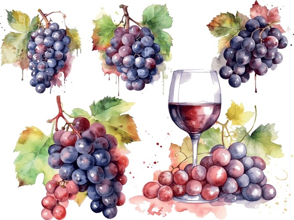 Dibujo uvas royalty