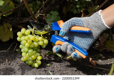 Uvas para colorear images stock photos d objects vectors