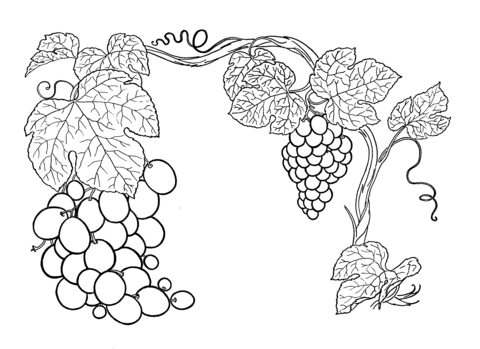 Dibujo de uvas para colorear dibujos para colorear imprimir gratis