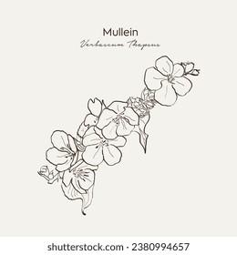 Mullein over royalty