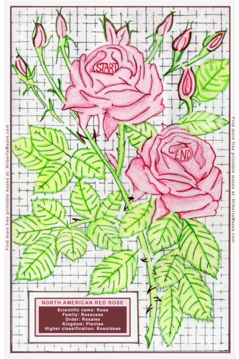 Rose valentine maze