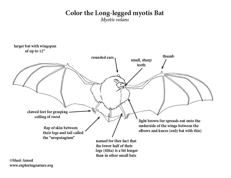 Bat long