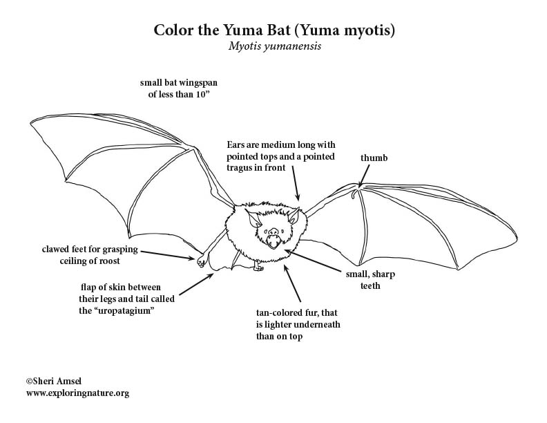 Bat yuma myotis coloring page