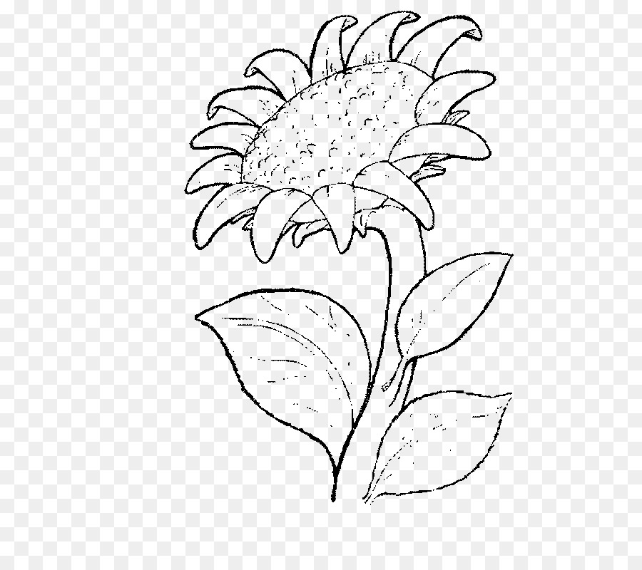 Sunflower black and white png download