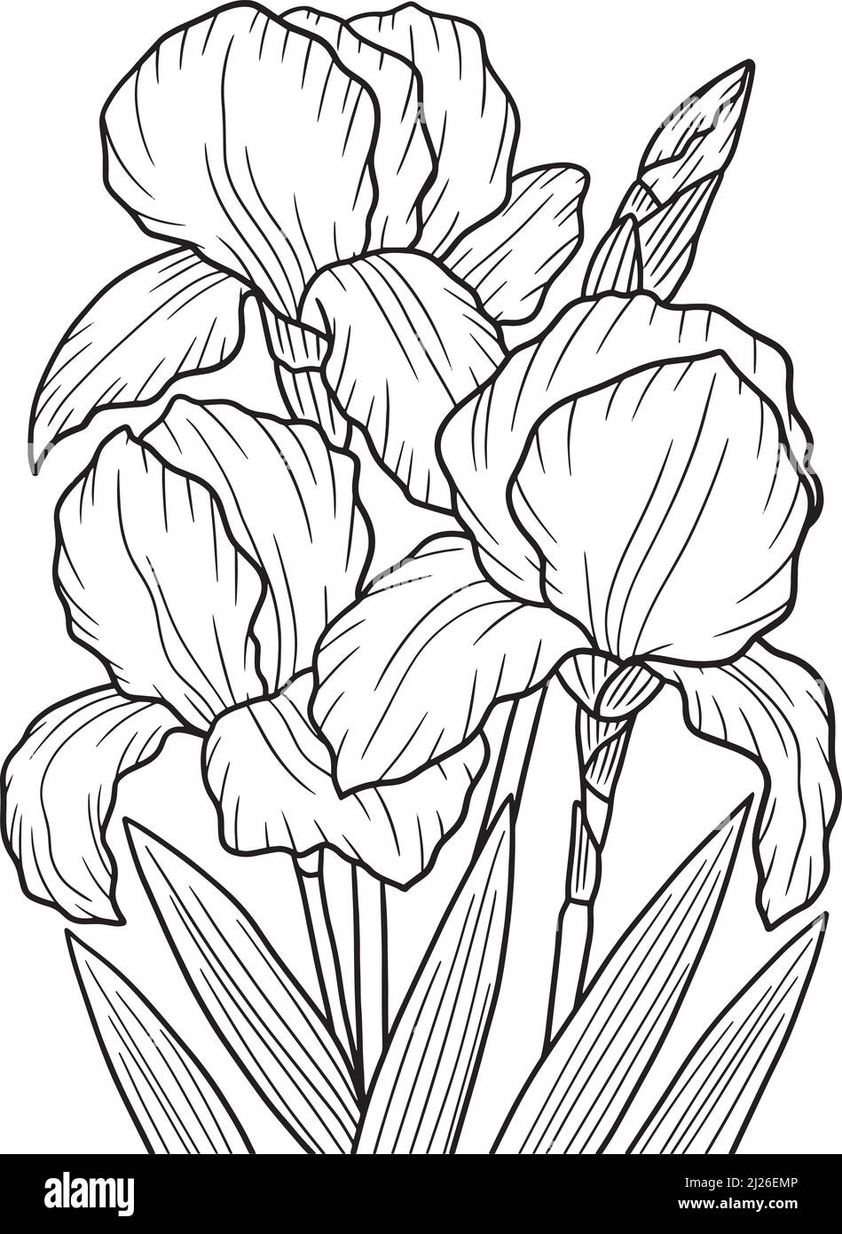 Irises black and white stock photos images