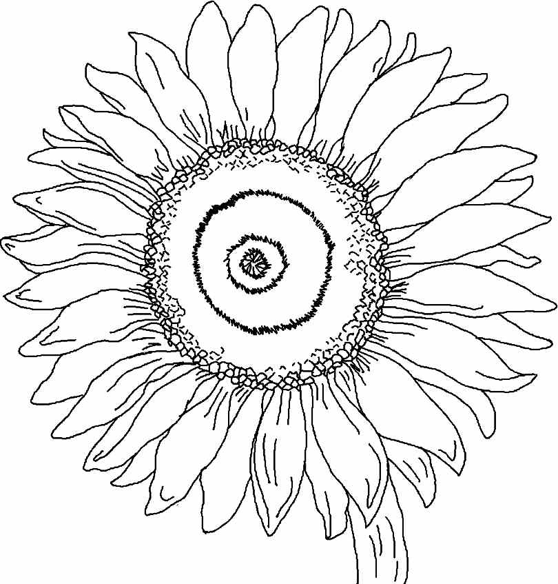 Free coloring pages of sunflowers download free coloring pages of sunflowers png images free cliparts on clipart library