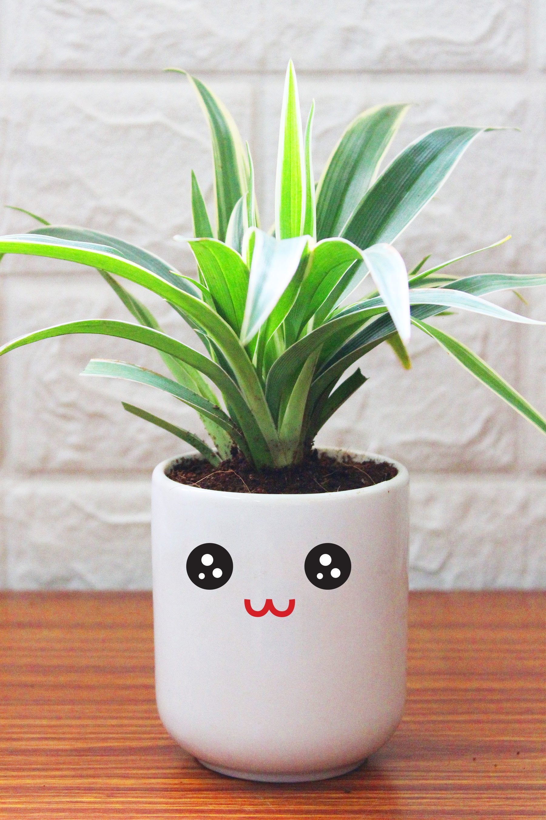 Air purifying spider plant