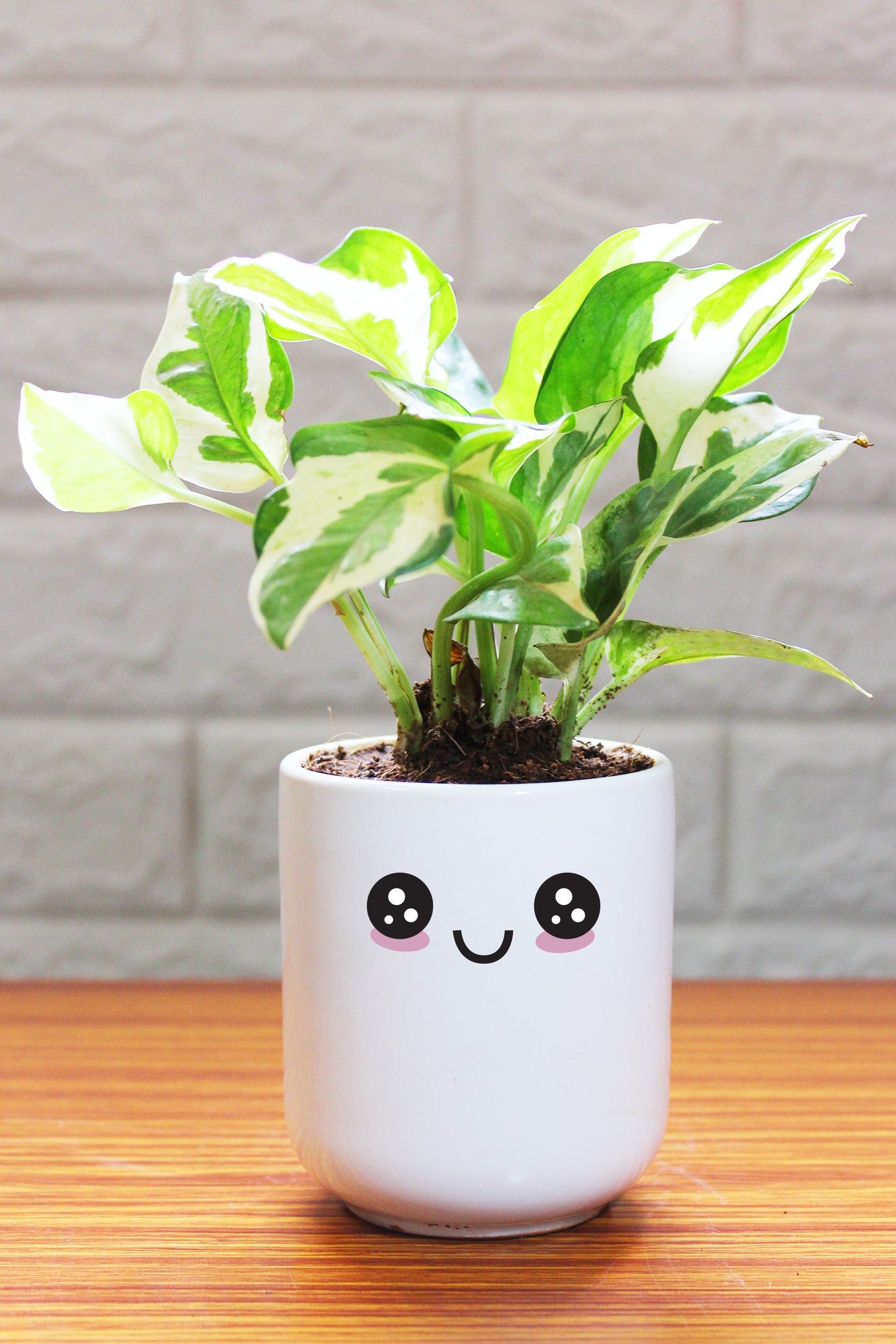 Air purifier lucky njoy money plant