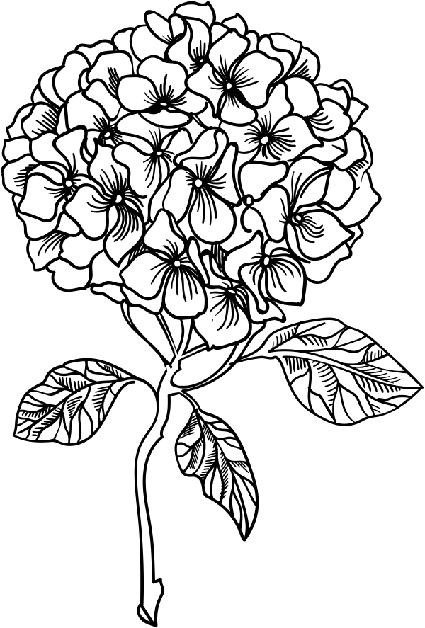Hydrangea stamp