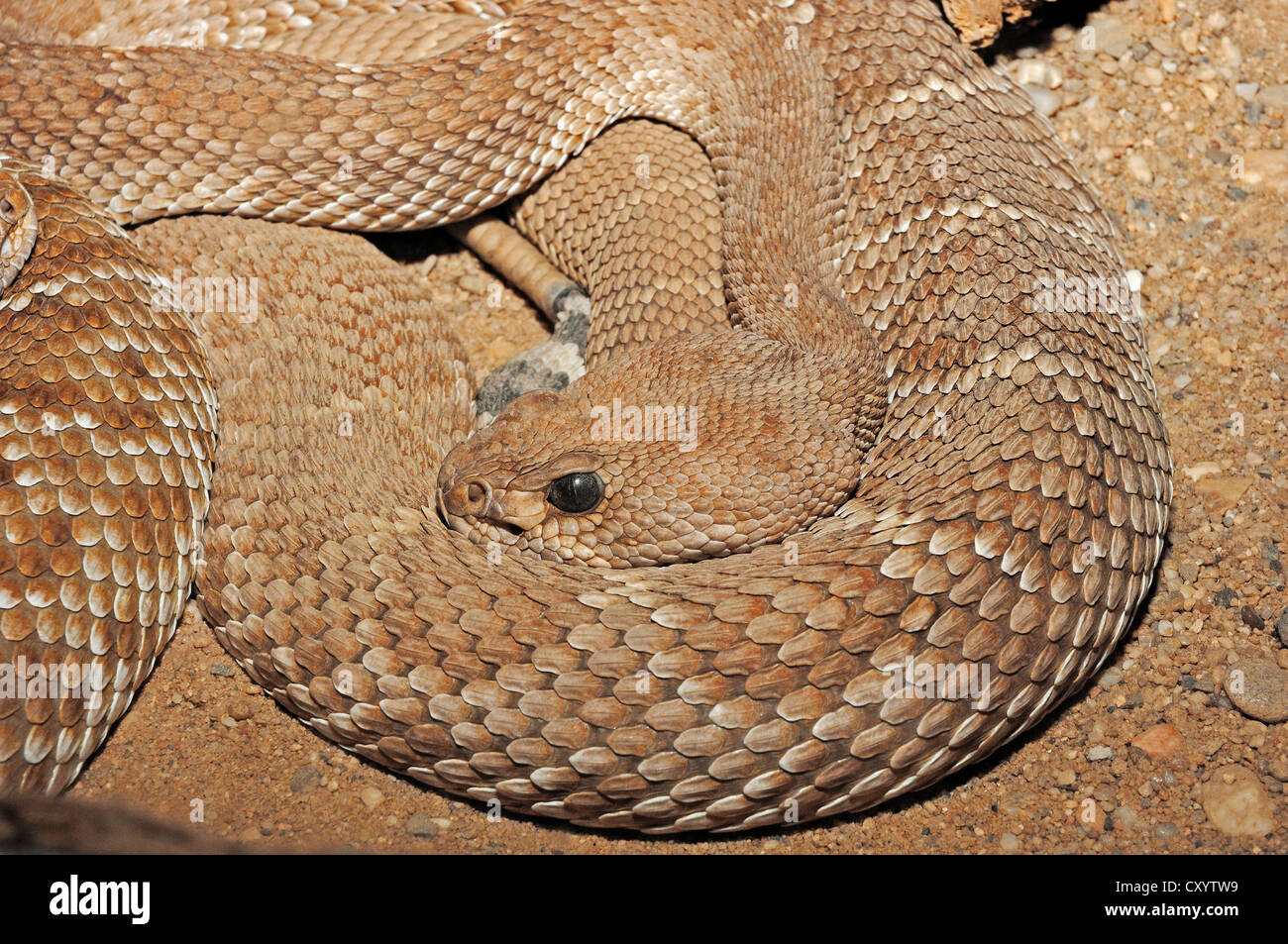 Serpiente de cascabel de diamante rojo fotografãas e imãgen de alta roluciãn