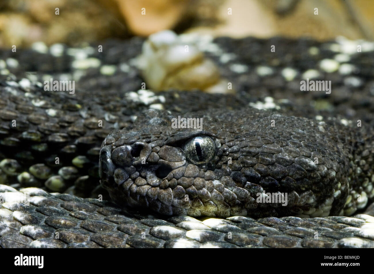 Black diamond rattlesnake hi
