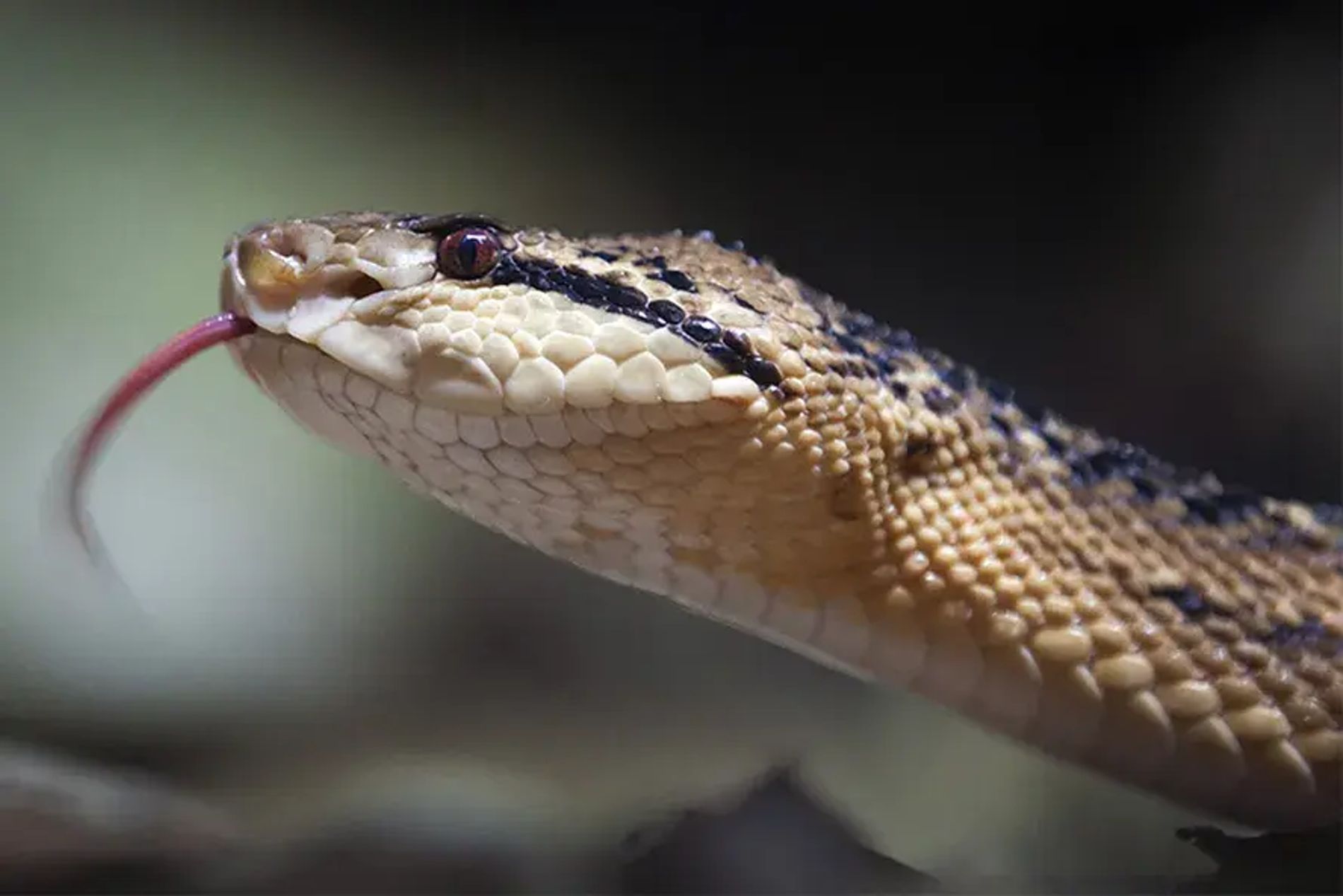 Cãmo es la surucucãº la serpiente venenosa mãs grande de amãrica national geographic