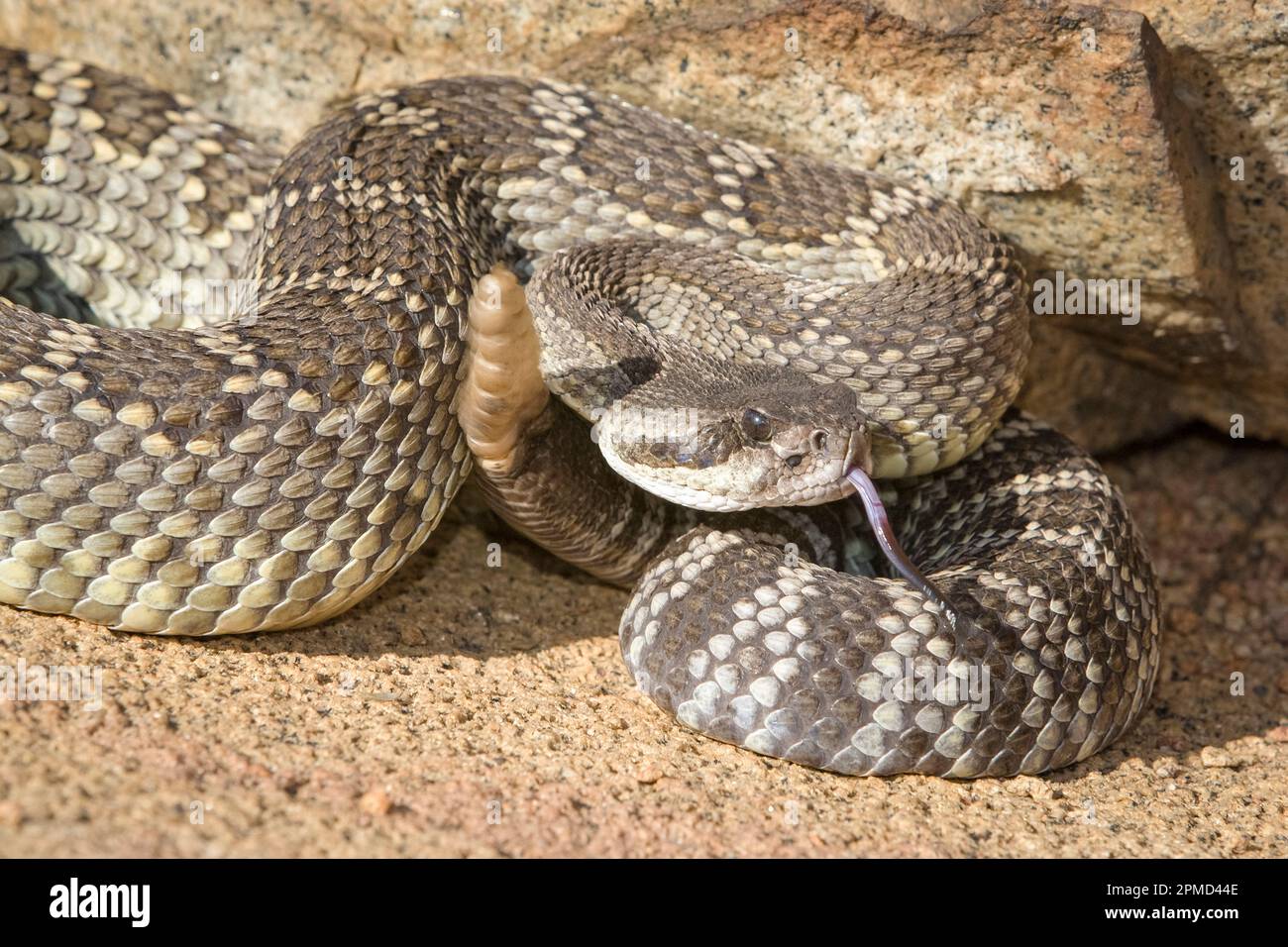 Black diamond rattlesnake hi