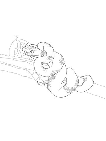 Dibujo de vãbora crãtalo cornudo de schlegel para colorear dibujos para colorear imprimir gratis