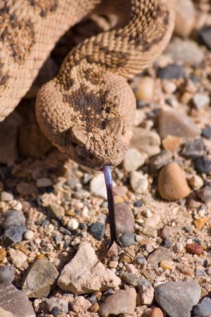 Arizona coral snake stock photos and images