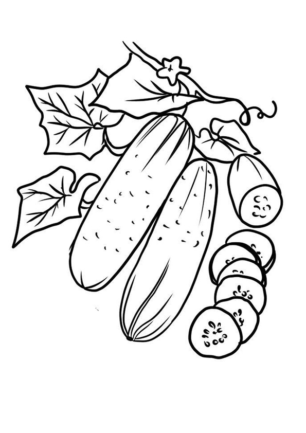 Coloring pages vegetable cucumber coloring pages printable for kids