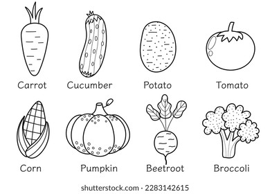 Vector outline vegetable names images stock photos d objects vectors