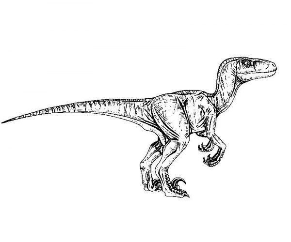 Jurassic park velociraptor coloring page dinosaur coloring pages jurassic park tattoo dinosaur coloring