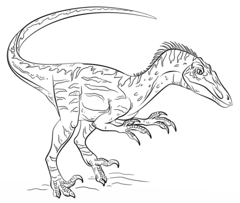 Velociraptor coloring page free printable coloring pages