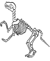 Printable velociraptor coloring page sheet