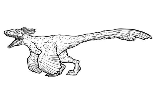 Velociraptor outline images â browse photos vectors and video