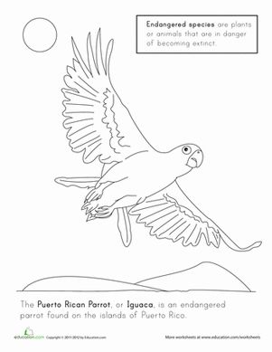 Puerto rican parrot worksheet education coloring pages puerto ricans bilingual activities