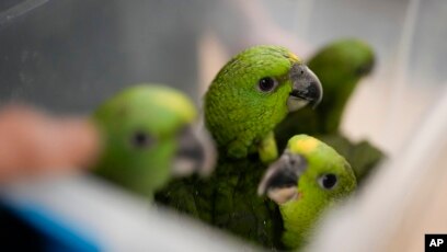 Loros traãdos de contrabando de nicaragua a miami crecen en centro de conservaciãn de florida