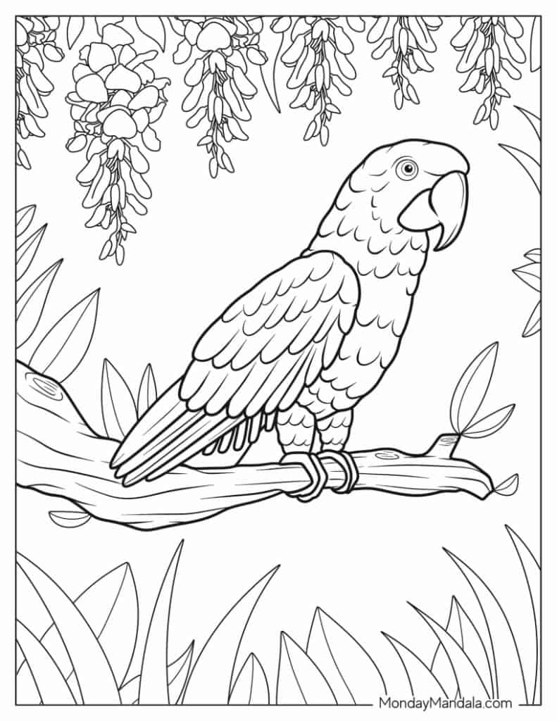 Parrot coloring pages free pdf printables