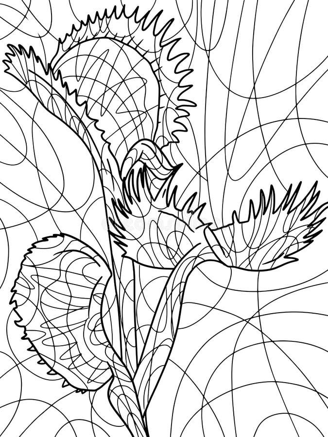 Venus flytrap houseplant killer freehand sketch for adult antistress coloring page with doodle and zentangle elements stock vector