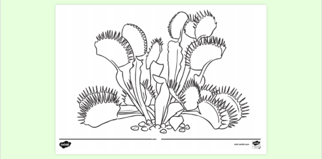 Venus fly trap louring page louring sheets