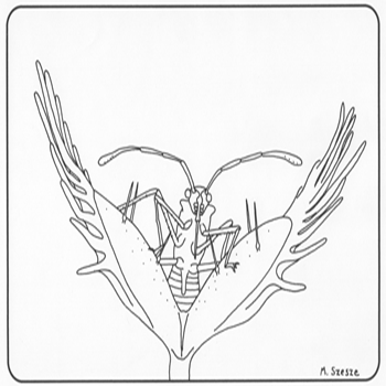 Free carnivorous plant coloring pages