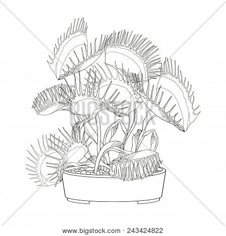 Vector drawing venus vector photo free trial bigstock